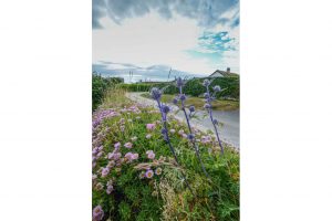 Colourful garden plants at Bosporthennis