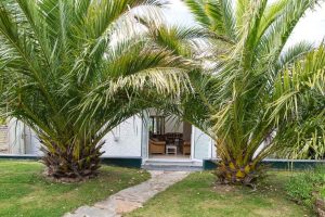 Palm trees in garden at Gortheren