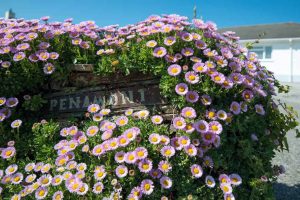 Flowering pink Erigeron around house name sign at the entrance to the parking area at Penamont