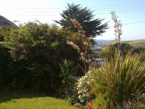 Plants in front garden at The Ridings an view towards the roundhole and ocean