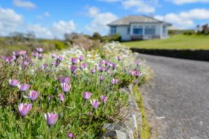 Picture of flowers in the border by the driveway at 't Sandt