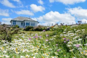 Daisies in the garden at 't Sandt